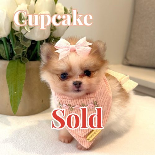 Cupcake - Female AKC Pomeranian_Forever Home in Pleasanton CA