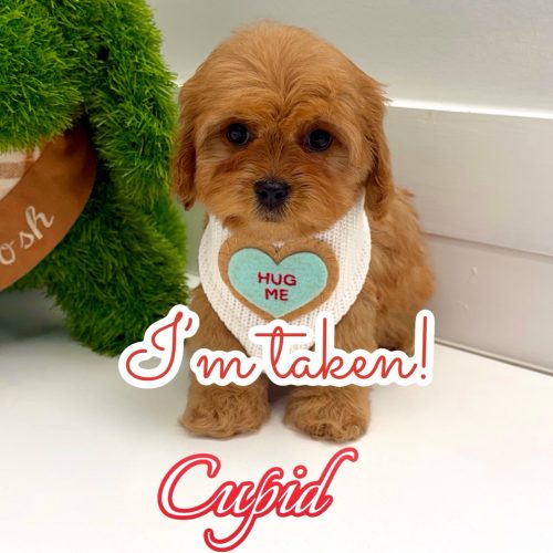 Cupid - F Cavapoo Puppy - BPPP Litter --_ - Forever Home in Birmingham- AL