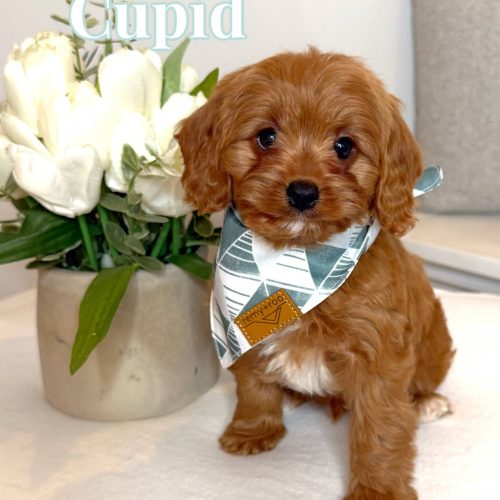 Cupid - F Cavapoo Puppy - BPPP