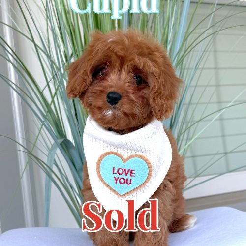 Cupid - F Cavapoo Puppy - BPPP_Forever Home in Lexington- KY