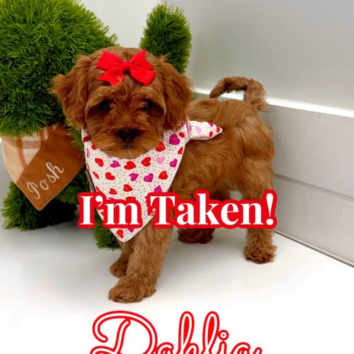Dahlia - FB Cavapoo - BPPP Litter -- - Forever Home in St Petersburg- NY