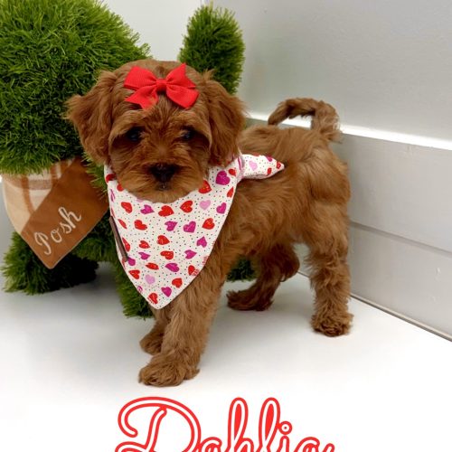 Dahlia - FB Cavapoo - BPPP Litter --_