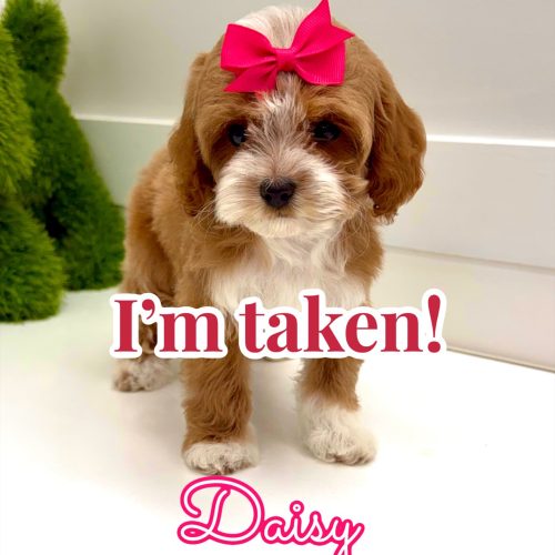 Daisy - FB Cavapoo Puppy - BPPP Litter -- - Forever Home in St Augustine Beach- FL