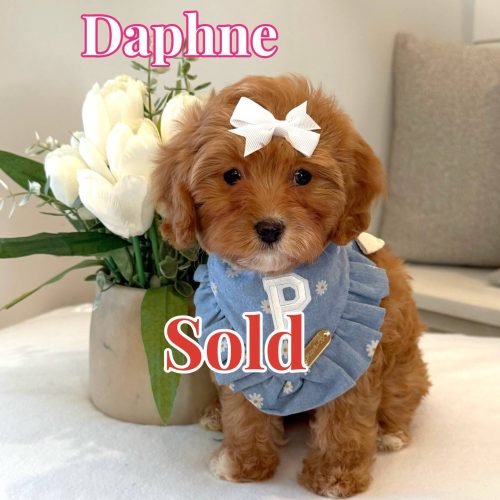 Daphne - F Cavapoo Puppy - BPPP Litter --