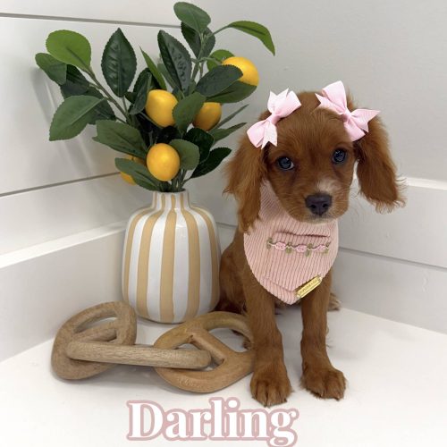Darling - F Cavapoo - BPPP Litter --
