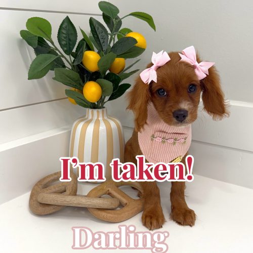 Darling - F Cavapoo - BPPP Litter --_Forever Home in Hickory- NC