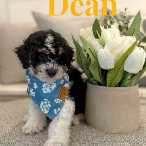 Dean - Tri-Colored Lots of White Male Toy Micro Bernedoodle_