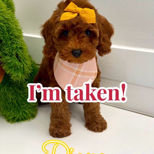 Diana - FB Cavapoo Puppy - BPPP Litter --_ - Forever Home in Farmers Branch- TX