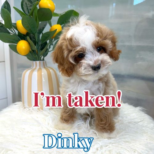 Dinky - FB Cavapoo Puppy - BPPP Litter --_Forever Home in Duluth- GA