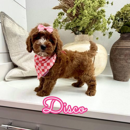 Disco - FB Cavapoo Puppy - Litter --_
