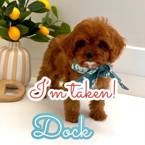 Dock - F Cavapoo Puppy - BPPP Litter -- - Forever Home in San Diego- CA