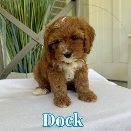 Dock - Toy Cavapoo - Litter --