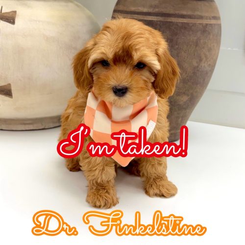 Dr Finkelstine - F Maltipoo Puppy - Litter --_Forever Home in Concord NC