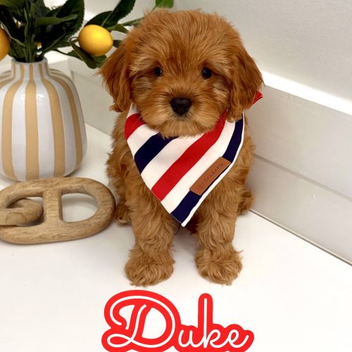 Duke - F Cavapoo Puppy - Litter --_
