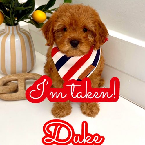 Duke - F Cavapoo Puppy - Litter --_Forever Home in Charleston- SC