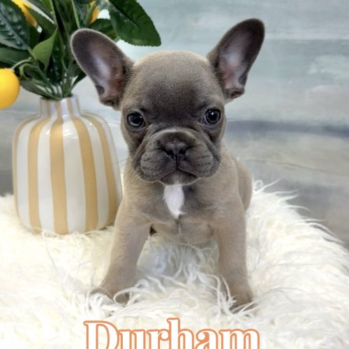 Durham - French Bulldog Puppy - BPPP Litter --
