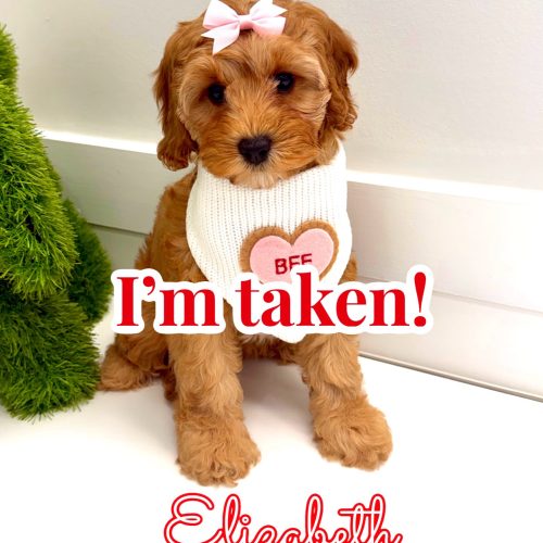 Elizabeth - FB Cavapoo Puppy - BPPP Litter --_ - Forever Home in Destin- FL