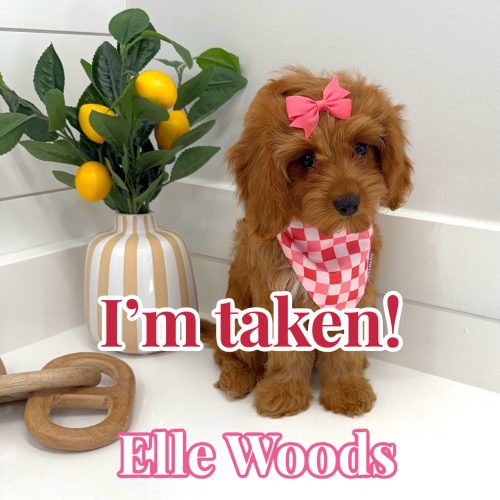 Elle Woods - F Cavapoo - BPPP Litter --_Forever Home in Vestavia Hills- AL