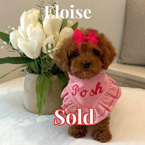 Eloise - F Cavapoo Puppy - BPPP Litter --_