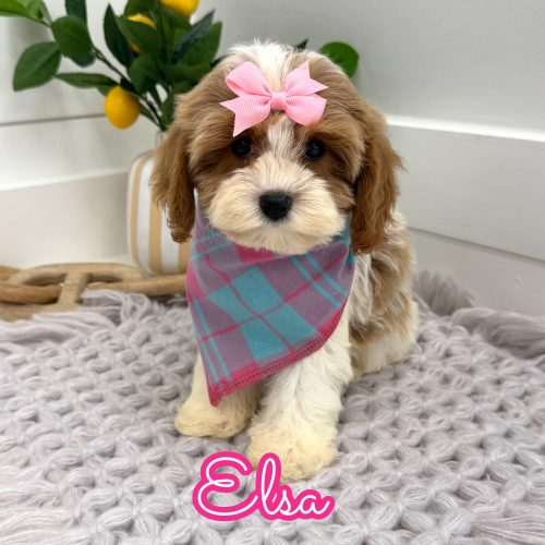 Elsa - F Cavapoo Puppy - Litter --_