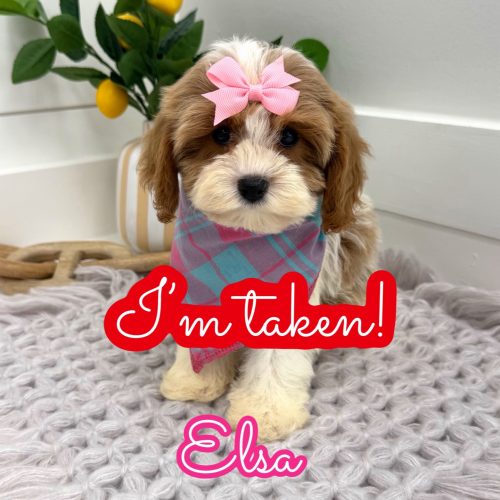 Elsa - F Cavapoo Puppy - Litter --_Forever Home in Hudson- OH