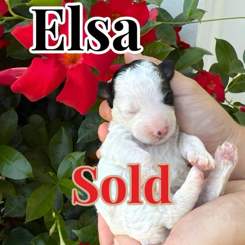 Elsa - White with black markings Color Female CKC FBB Toy Micro Bernedoodle - Forever Home in Hoschton- GA