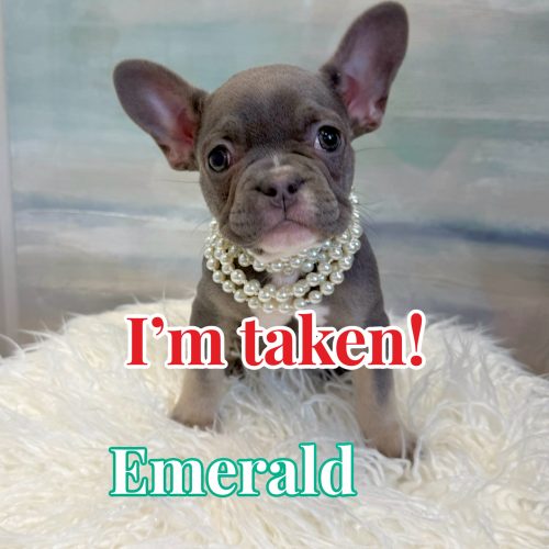Emerald - French Bulldog Puppy - BPPP Litter -- - Forever Home in Acworth- GA