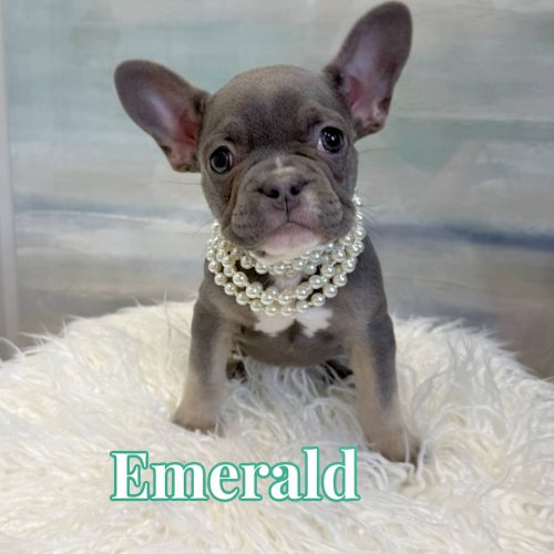 Emerald - French Bulldog Puppy - BPPP Litter --