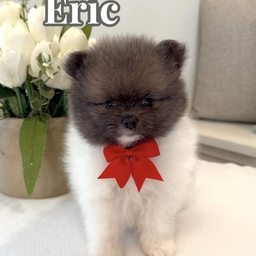 Eric - AKC Pomeranian