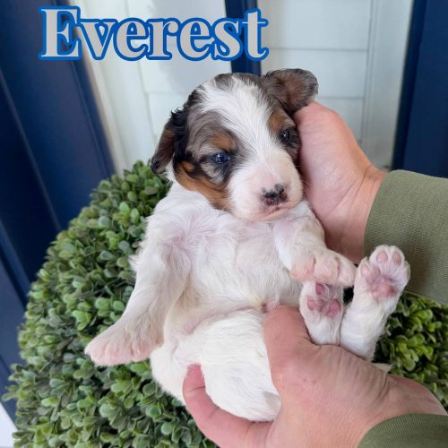 Everest - Tri Merle Male CKC FB Mini Bernedoodle