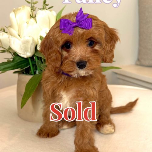 Fancy - F Cavapoo Puppy - BPPP - Forever Home In Jacksonville- NC