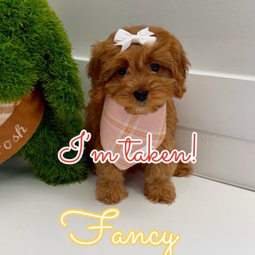 Fancy - F Cavapoo Puppy - BPPP Litter --_Forever Home in Franklin- TN