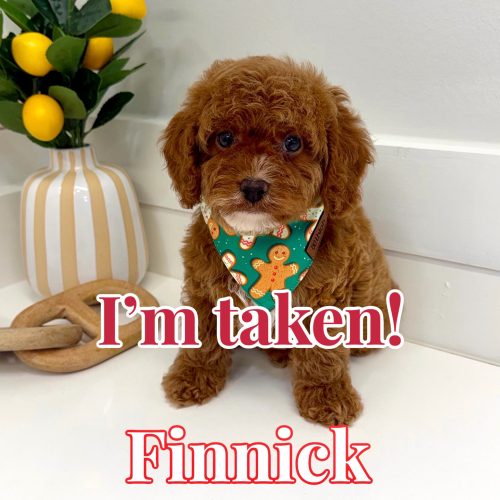 Finnick - FB Cavapoo Puppy - BPPP Litter --_Forever Home in Michigan City- MS