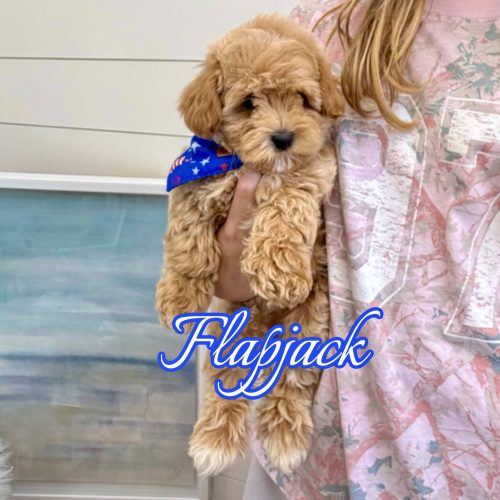 Flapjack - F Maltipoo Puppy - BPPP Litter --_