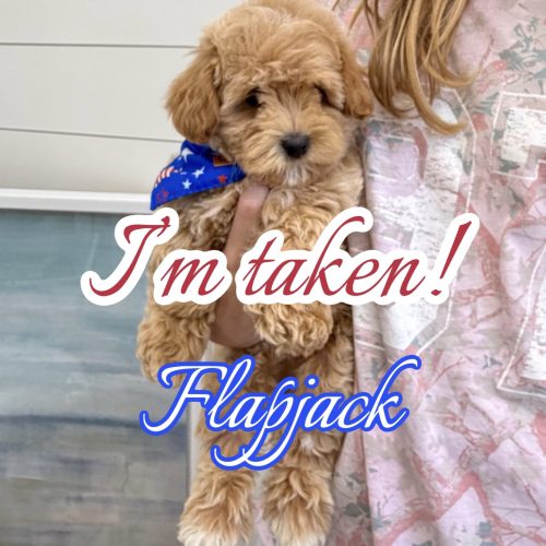 Flapjack - F Maltipoo Puppy - BPPP Litter --_Forever Home in Harrison- CT