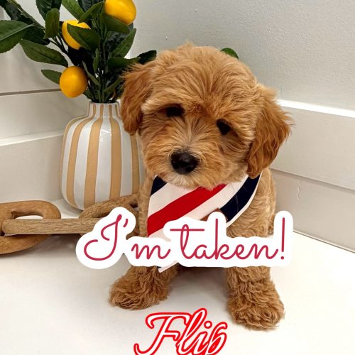 Flip - F Maltipoo Puppy - BPPP Litter --_Forever Home in Jersey City- NJ