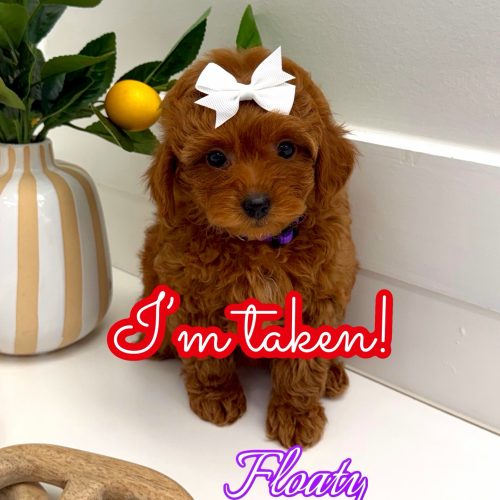 Floaty - FBB Toy Goldendoodle Puppy - BPPP Litter -- - Forever Home in Denver- CO