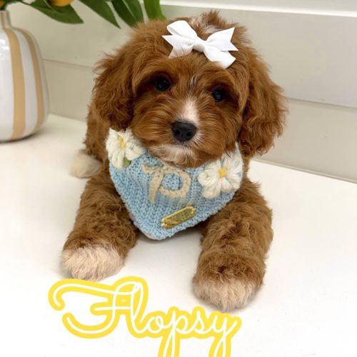 Flopsy - F Cavapoo Puppy - BPPP Litter --_
