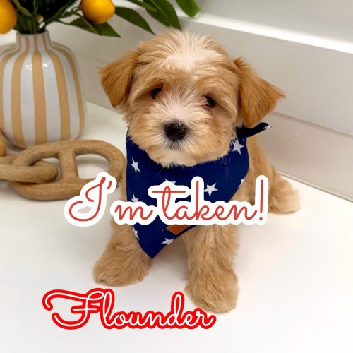 Flounder - F Maltipoo Puppy - BPPP Litter -- - Forever Home in Atlanta- GA