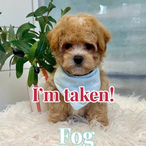 Fog - F Maltipoo Puppy - BPPP Litter --_Forever Home in Newtown Square- PA