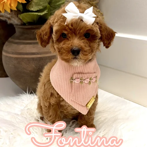 Fontina - FBB Toy Goldendoodle Puppy - Litter --_