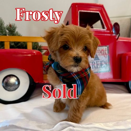 Frosty - Red White Male FB Maltipoo - BPPP - Forever Home in San Franciso- CA