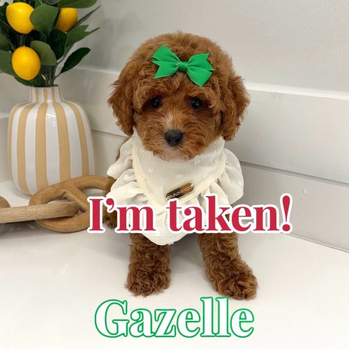 Gazelle - FB Cavapoo Puppy - BPPP Litter --_Forever Home in Huntington Beach- CA