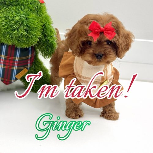 Ginger - F Cavapoo Puppy - BPPP Litter --_Forever Home in Centerville- GA