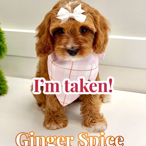 Ginger Spice - F Cavapoo Puppy - BPPP Litter --_ - Forever Home in Carrolton- GA