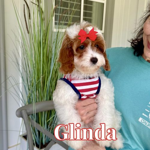 Glinda - F Cavapoo Puppy - Litter --_-