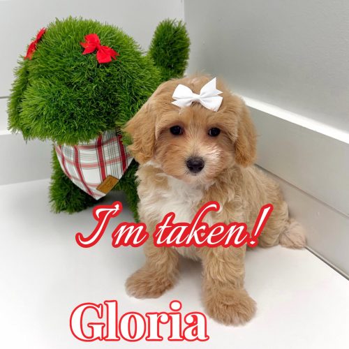 Gloria - F Maltipoo Puppy - BPPP Litter --_Forever Home in Tequesta- FL