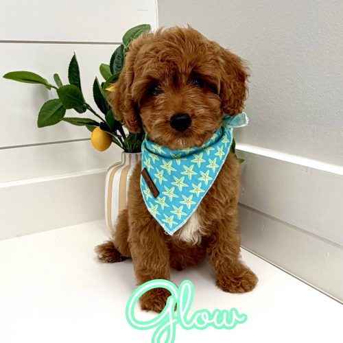 Glow - F Cavapoo Puppy - Litter --_