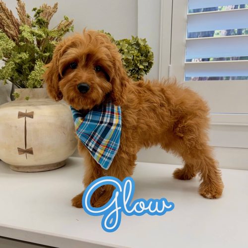 Glow - F Cavapoo Puppy - Litter --_-