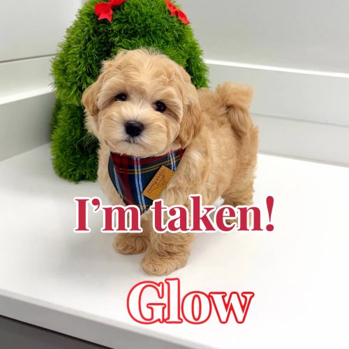 Glow - F Maltipoo Puppy - BPPP Litter --